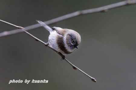 银脸（长尾）山雀