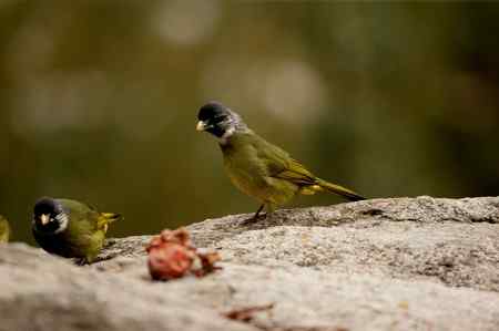 领雀嘴鹎的食姿