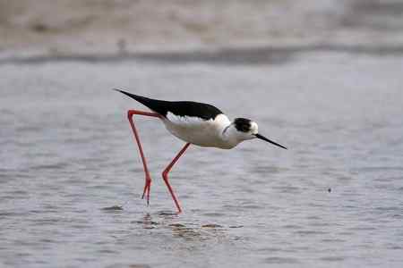 补拍黑翅长脚鹬