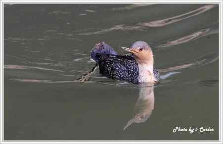 罕见稀有的紅喉潛鳥竟然造访宝岛台湾