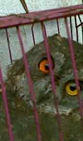 什么鹰:眼睛颜色不一样