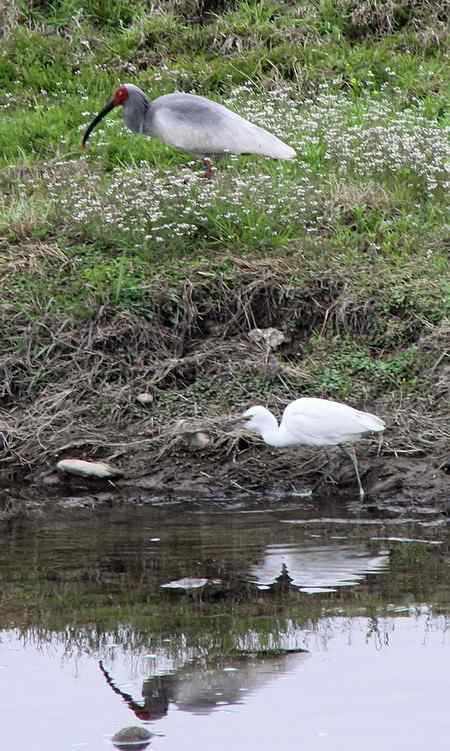 朱鹮和它快乐的伙伴