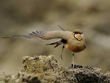普通燕鴴照片分享
