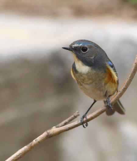 红胁兰尾鸲（男的）
