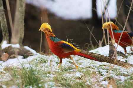 红腹锦鸡报晓贺新春