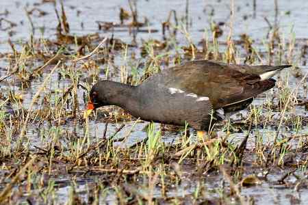 昌江湿地黑水鸡