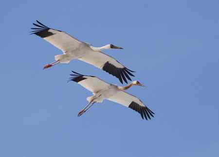 阳春三月莅临盘锦的白鹤