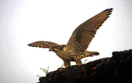 青海高原的鹰,秃鹫,狐狸和狼