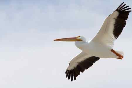 美洲白鹈鹕 美国加州内湖