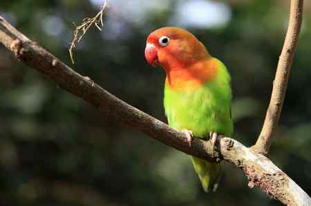 海南热带飞禽世界鹦鹉照片30片