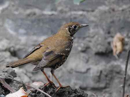长尾地鸫 较少见到的鸫