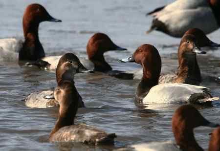 帆背潜鸭？红头潜鸭？