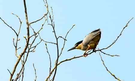 济宁春天的夜鹭