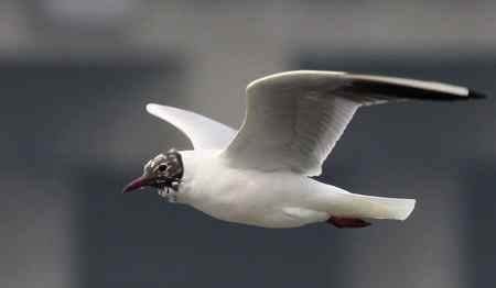 求教海鸥种类(7p) 求教海鸥种类(7p)