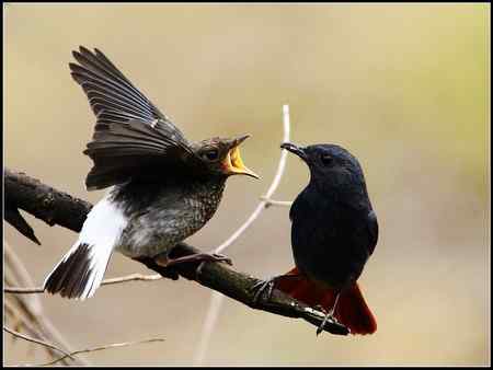 关爱——红尾水鸲