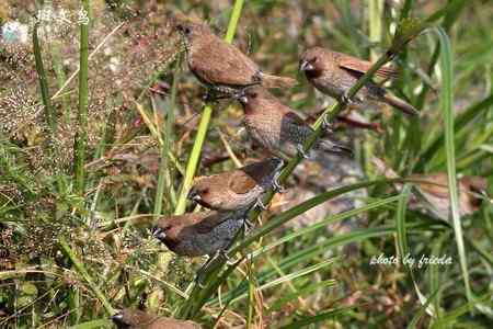 随团出游在台湾拍的鸟