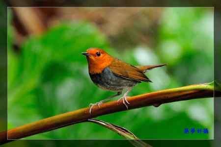 窈窕淑女 日本歌鴝 (小橘子) 窈窕淑女 日本歌鴝 (小橘子)
