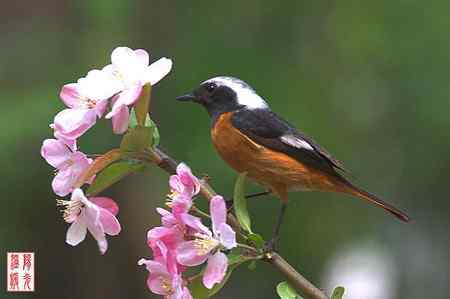 姹紫嫣红中的鸟儿