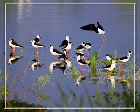 黑翅长脚鹬照片一组