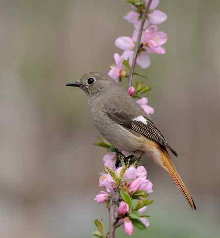北红,大斑啄木鸟,红嘴蓝鹊等