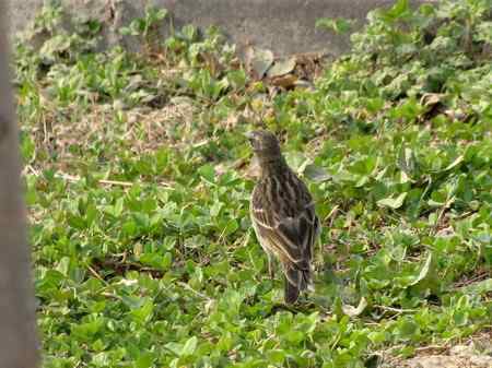 请帮忙识鹨 三门峡所拍