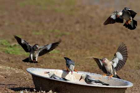 椋鸟爱吃大锅饭