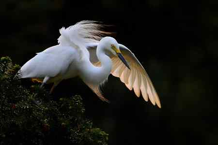 拍不够的象山鹭