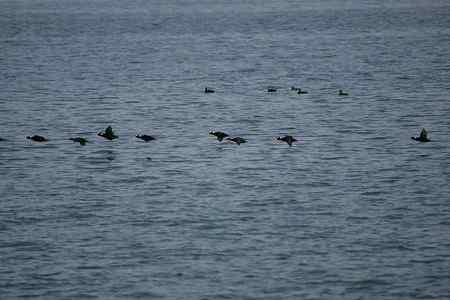 斑头海番鸭之探索片 斑头海番鸭之探索片