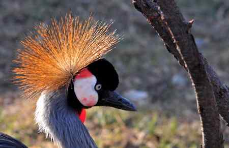 一组鸟冠特写（冠鹤）