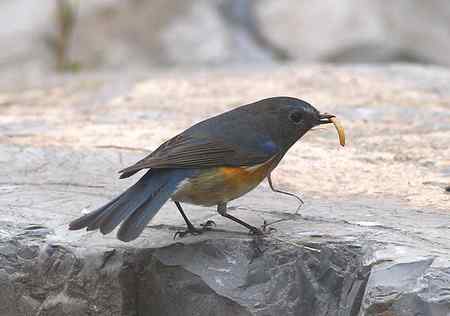 红胁兰尾鸲（男的）