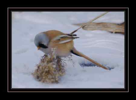 文须雀，为之守候多天
