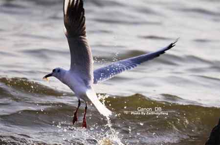 北戴河的海鷗越來越多……