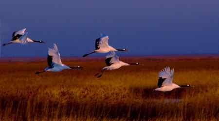 余辉洒浴伴鹤翔