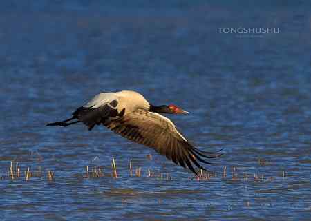 鸟网2010年第一季度精彩鸟图大回放！