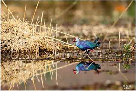 七彩云南的“精灵”