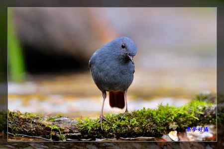 鉛色水鶇 (紅尾水鴝)