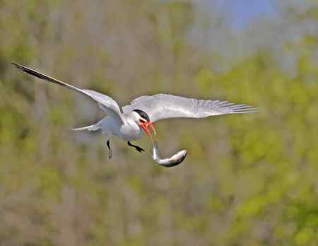 美国洛杉矶的燕鸥