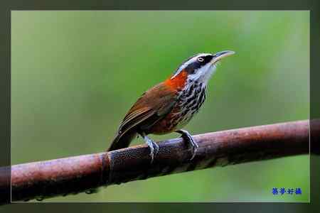 小彎嘴畫眉 小彎嘴畫眉