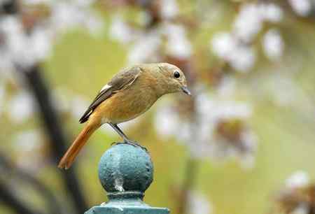 北红尾鸲小俩口