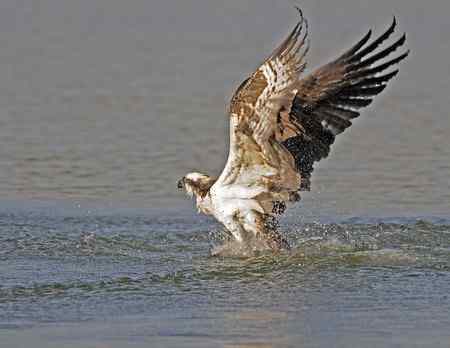 鱼鹰小集（Osprey）