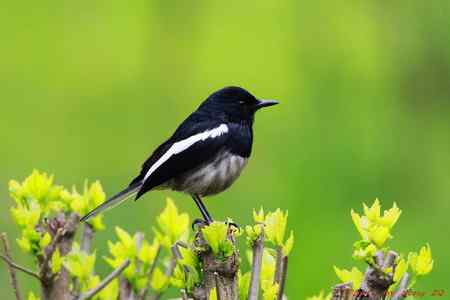 请专家辨识：是杭州的白斑黑石即鸟吗