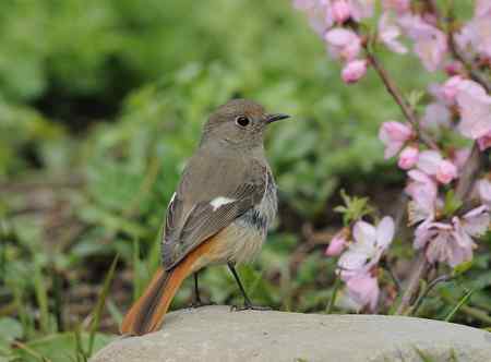 北红,大斑啄木鸟,红嘴蓝鹊等