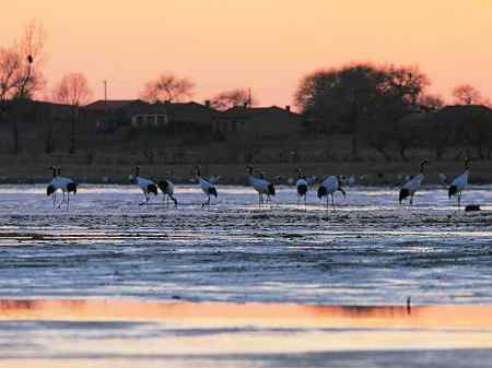46只丹顶鹤来到科尔沁草原
