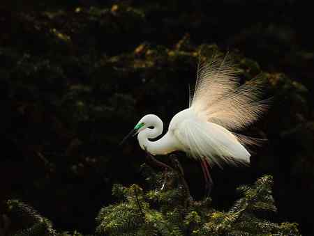 漂亮的繁殖羽,快乐的单身汉 漂亮的繁殖羽,快乐的单身汉