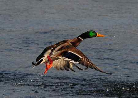 鸭绿江中的绿头鸭