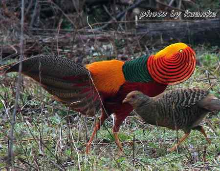 春天的红腹锦鸡