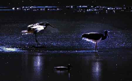 黑鹳 在香格里拉的帕纳海