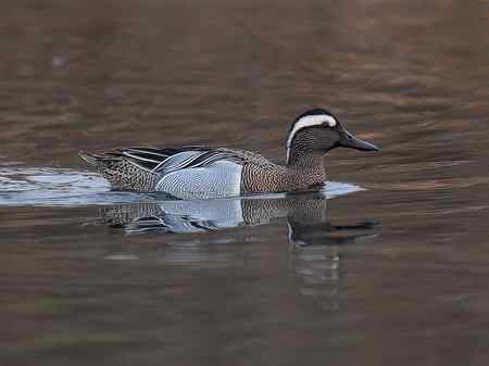 欣赏几张白眉野鸭