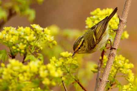 春暖花开好拍鸟