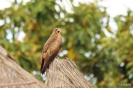 起早了，好困啊！！！